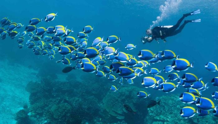 Tauchausflug Hurghada – 2 Tauchgänge mit PADI-Guide & Mittagsbuffet